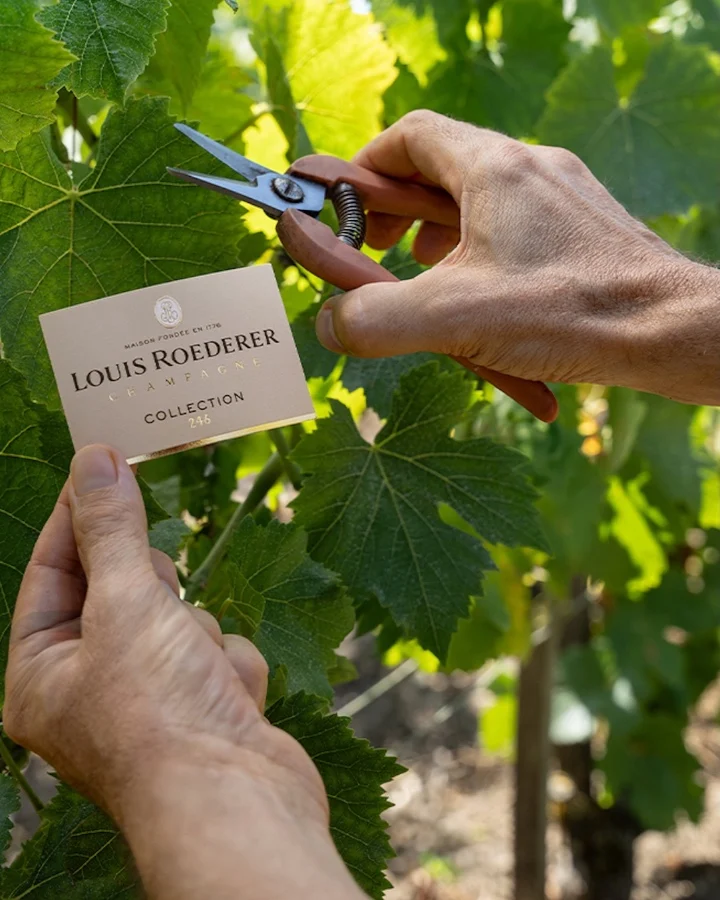 A hand holds a label for Louis Roederer Collection 246 while pruning grapevines.