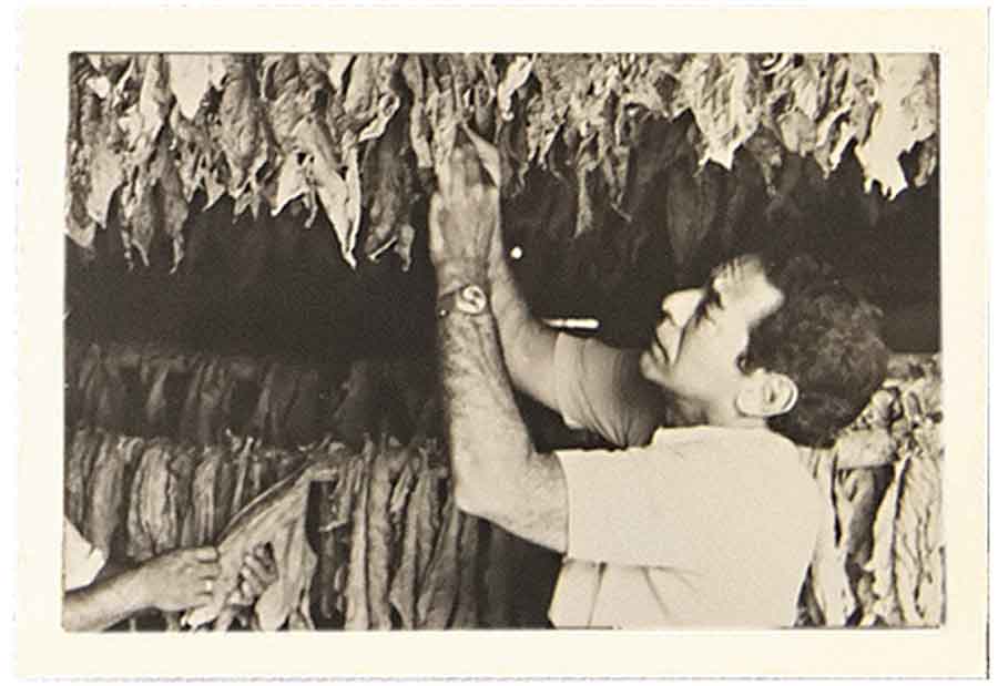 A man inspects drying tobacco leaves in a traditional curing facility.