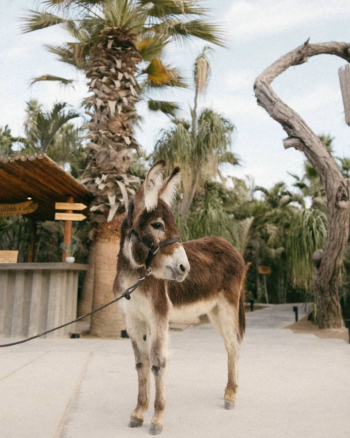 A donkey stands on a pathway surrounded by palm trees at Acre Resort in Los Cabos, highlighting its animal sanctuary.