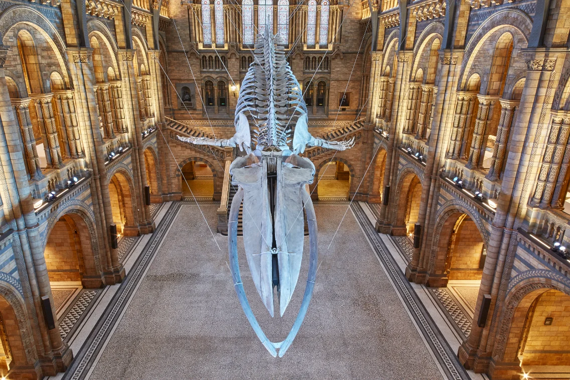 The skeleton of a blue whale suspended in the grand atrium of the Natural History Museum.