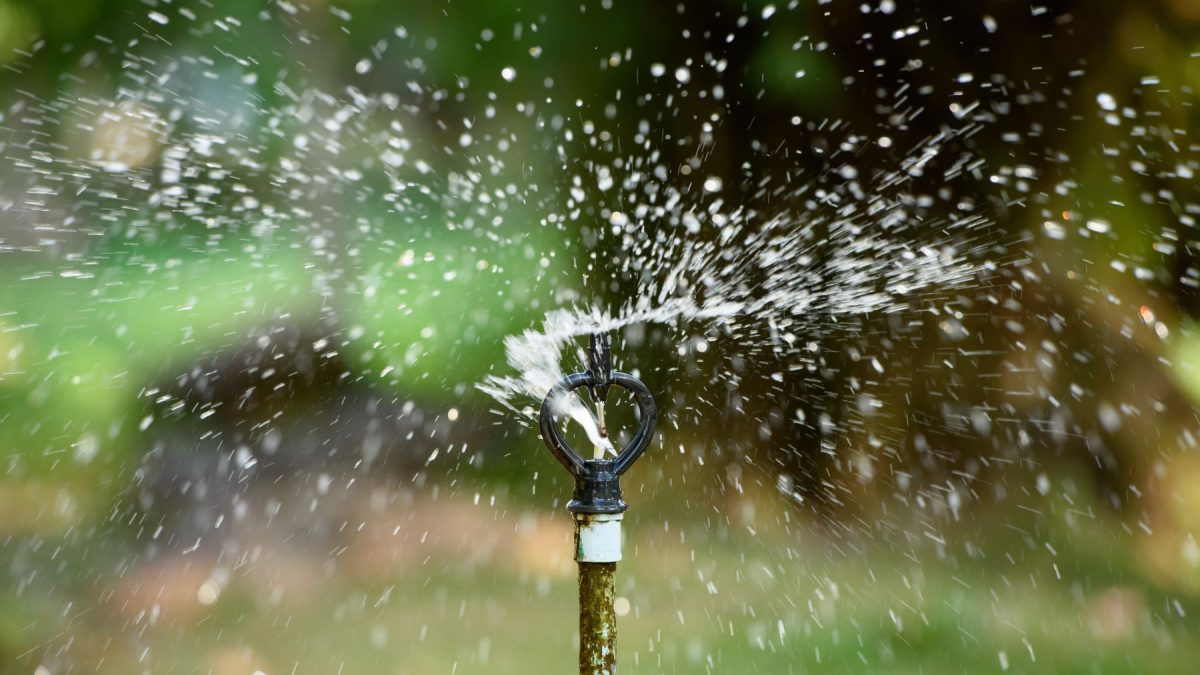 Sprinkler spraying water over a lush green lawn, illustrating irrigation issues that need attention.