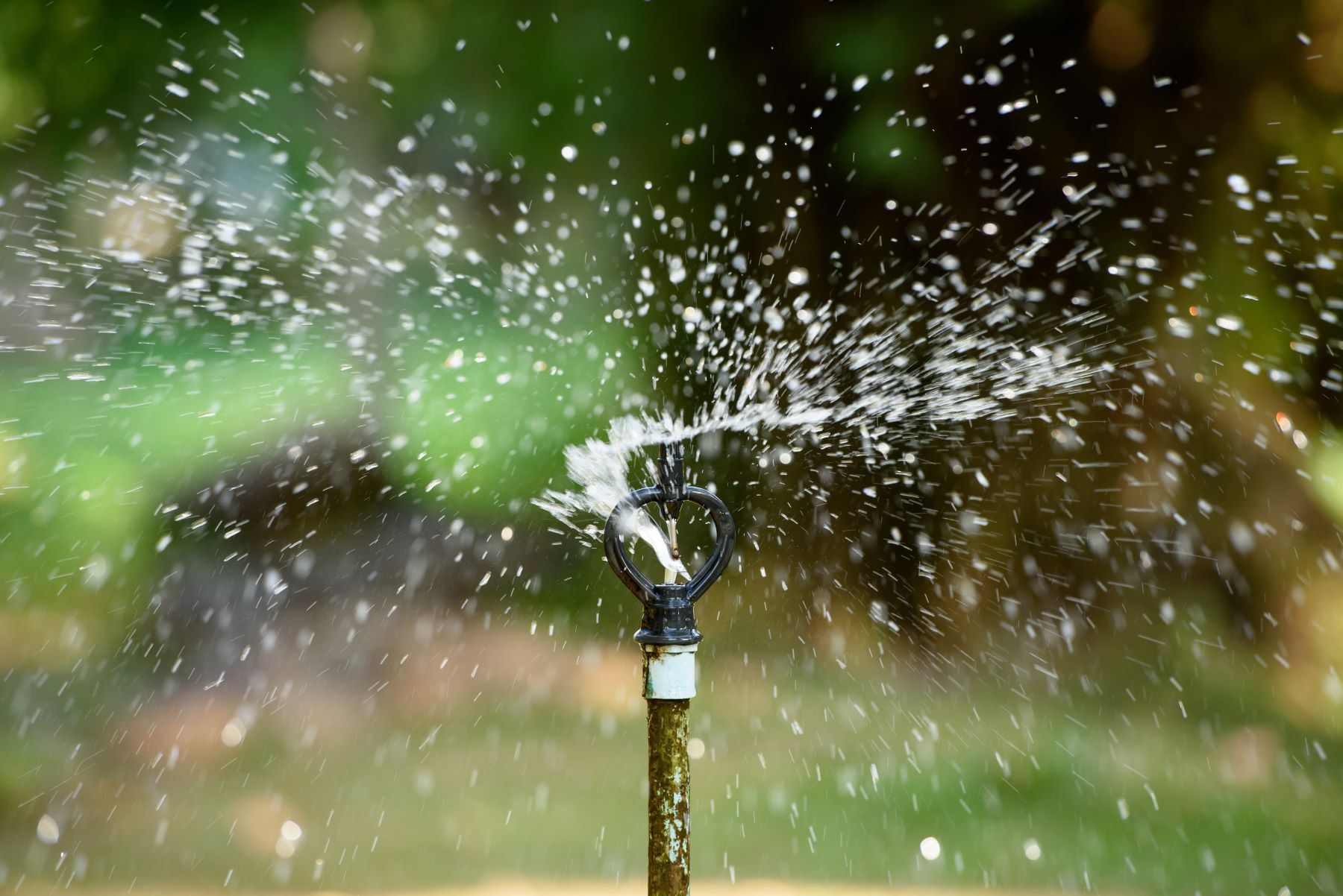 Sprinkler spraying water over a lush green lawn, illustrating irrigation issues that need attention.