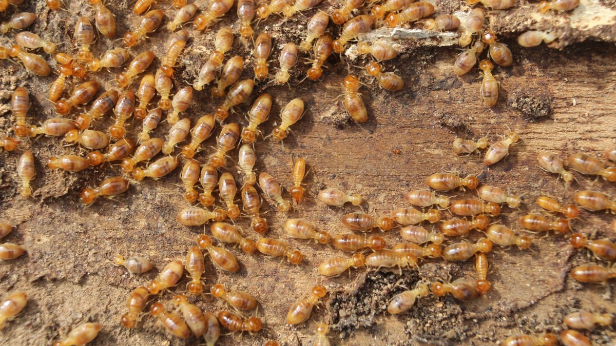 Termites swarming on a wooden surface, illustrating the potential damage they can cause to homes.
