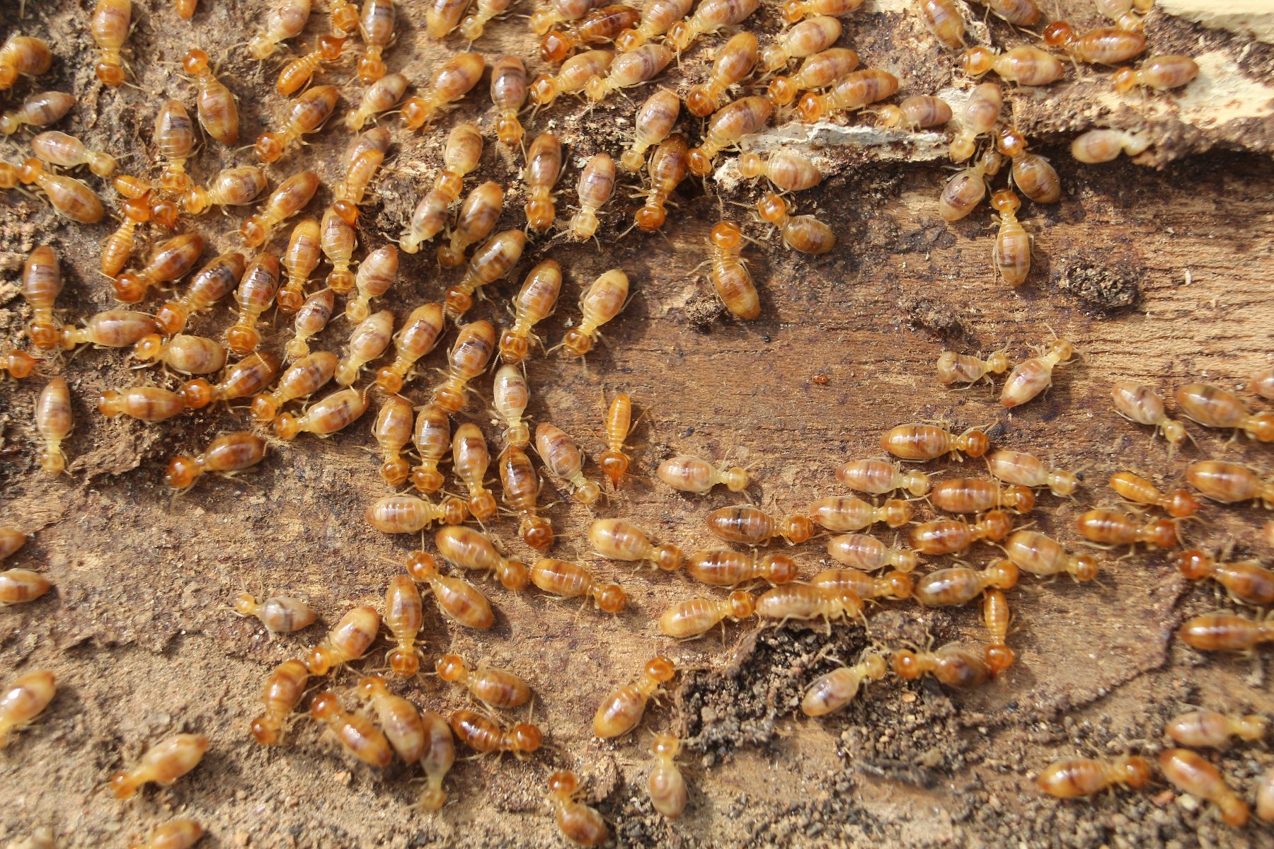 Termites swarming on a wooden surface, illustrating the potential damage they can cause to homes.
