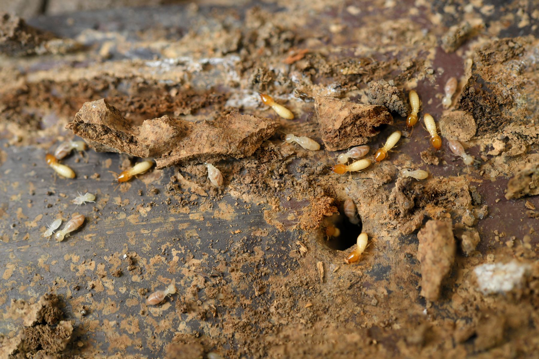 Termites feeding on wood debris with visible holes, illustrating potential damage to structures and the need for treatment options.