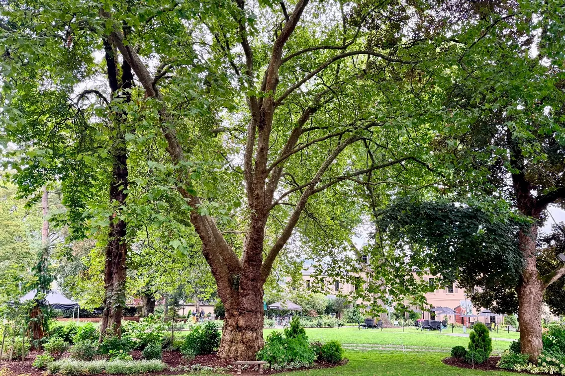 Lush green trees in a tranquil garden setting at Chateau Ste. Michelle, surrounded by benches and open lawn space.
