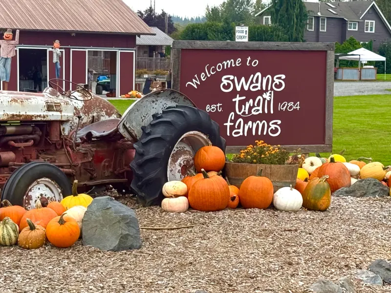 Sign for Swans Trail Farms with a vintage tractor and colorful pumpkins in the foreground, capturing a fall atmosphere.