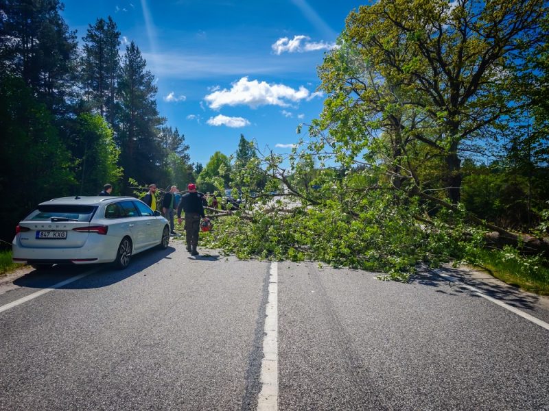 A fallen tree blocking the road with people gathered around in a scenic outdoor setting.