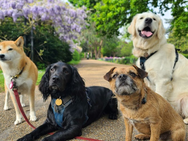 Four dogs of different breeds sit together on a path lined with greenery and flowers, ready for a walk or adventure.