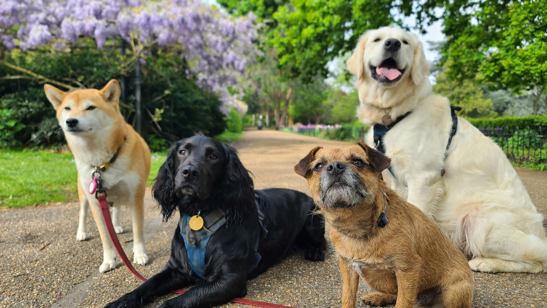 Four dogs of different breeds sit together on a path lined with greenery and flowers, ready for a walk or adventure.