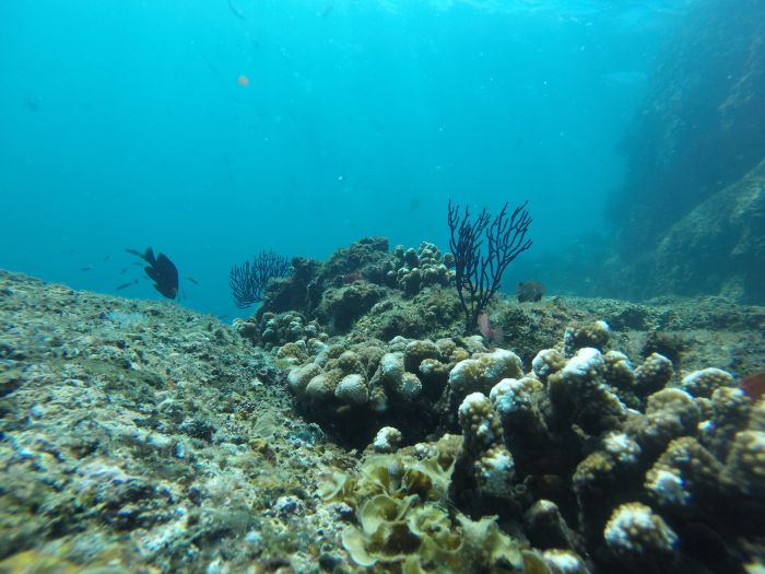 cabo adventures snorkeling