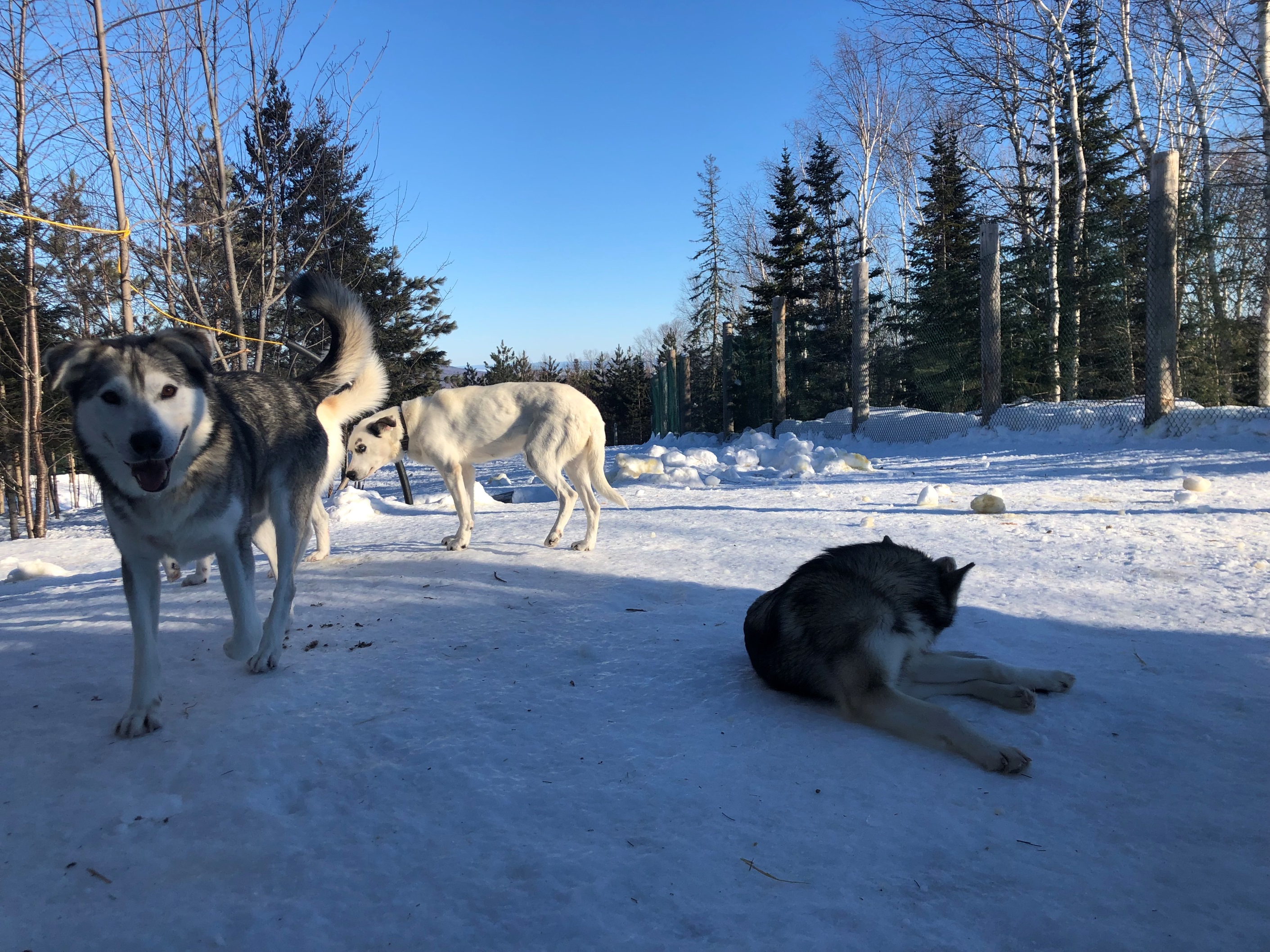 dog sledding, charlevoix, quebec, canada