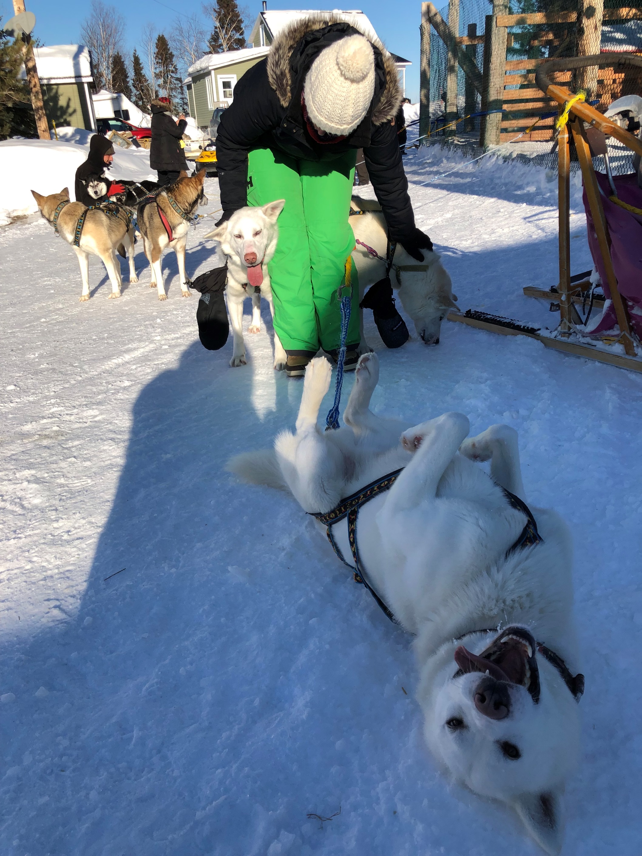 dog sledding, charlevoix, quebec, canada