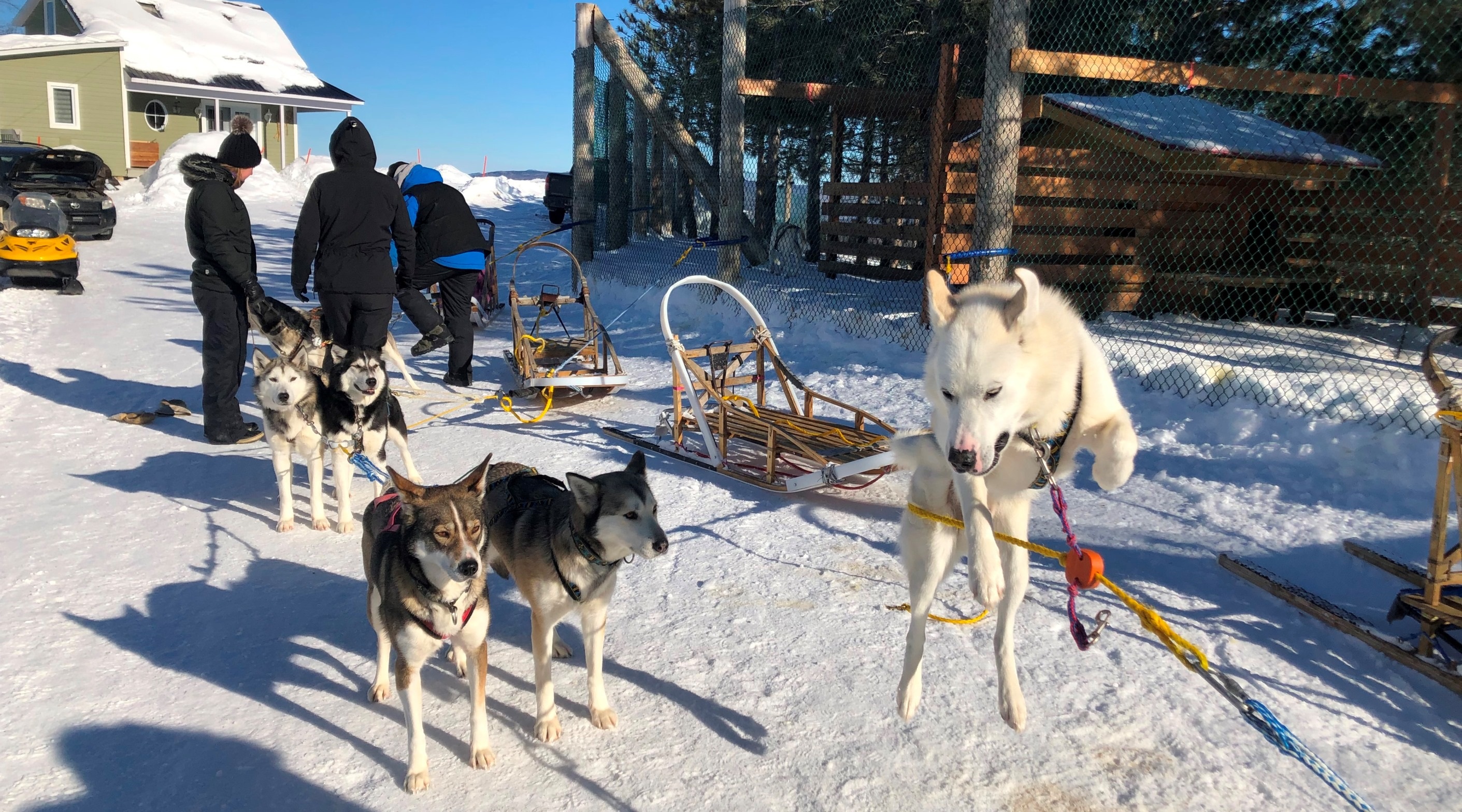 dog sledding, charlevoix, quebec, canada