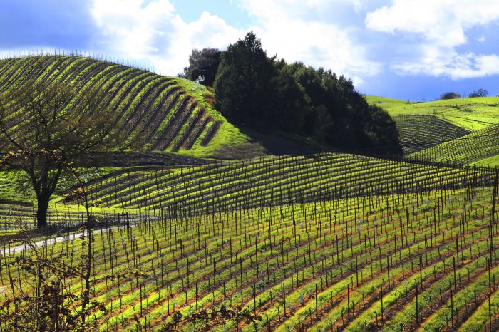 healdsburg ca vineyards