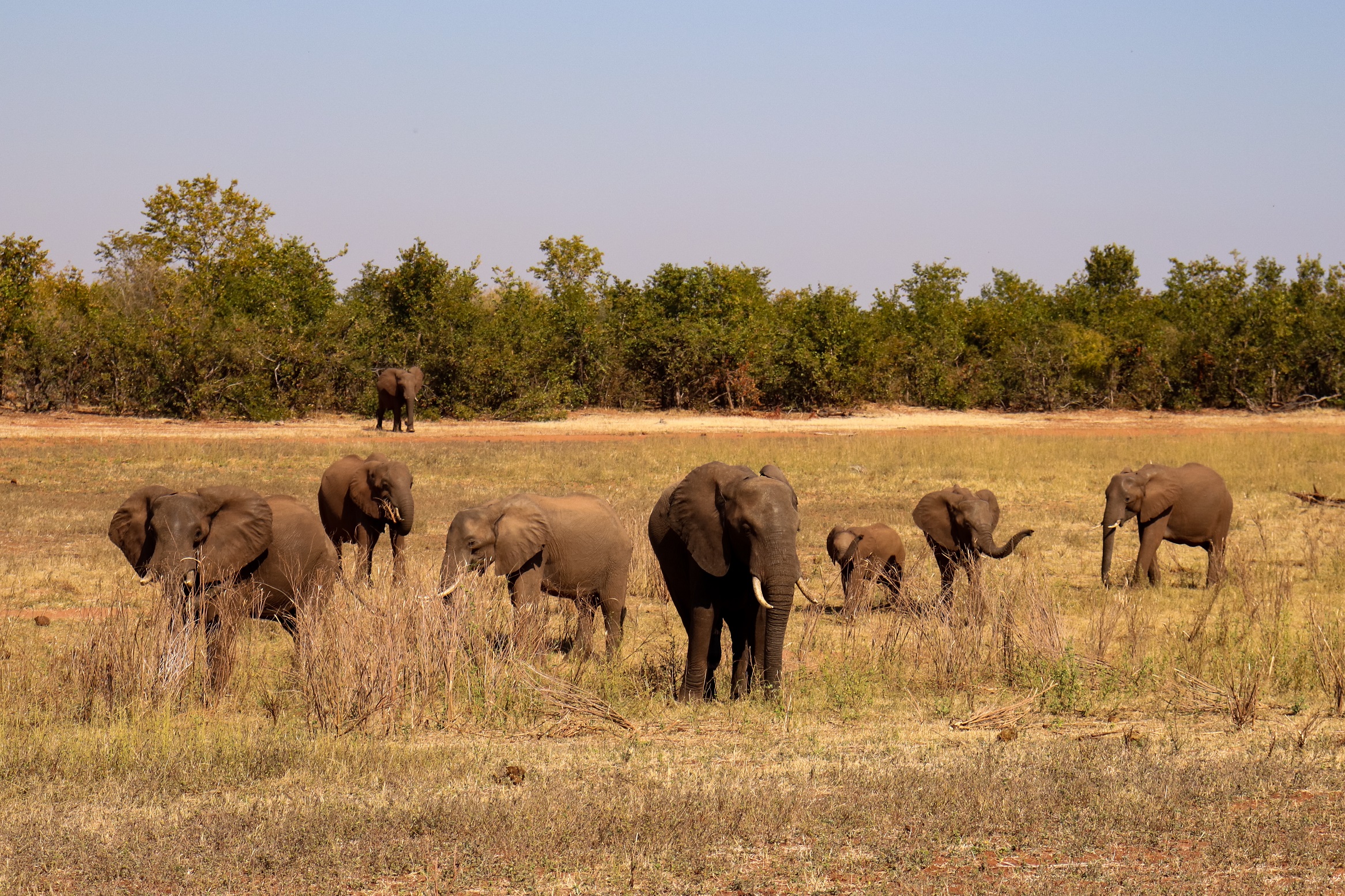 Matusadona National Park, safari, zimbabwe