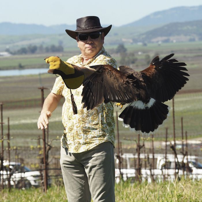 The Birds of Prey That Stand Guard Over California's Vineyards - Atlas  Obscura