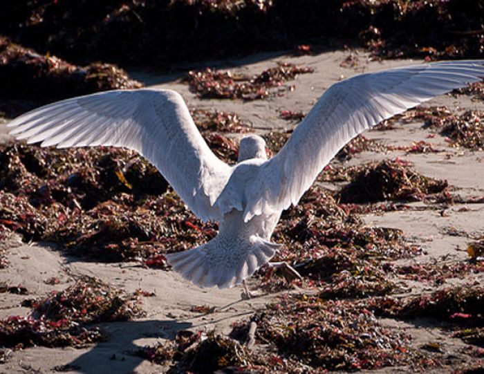 The Birds | Bodega Bay, California