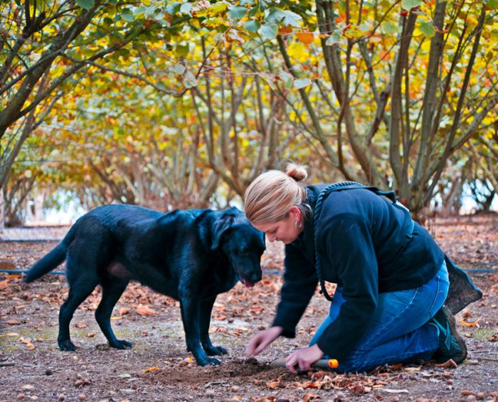 truffle hunting