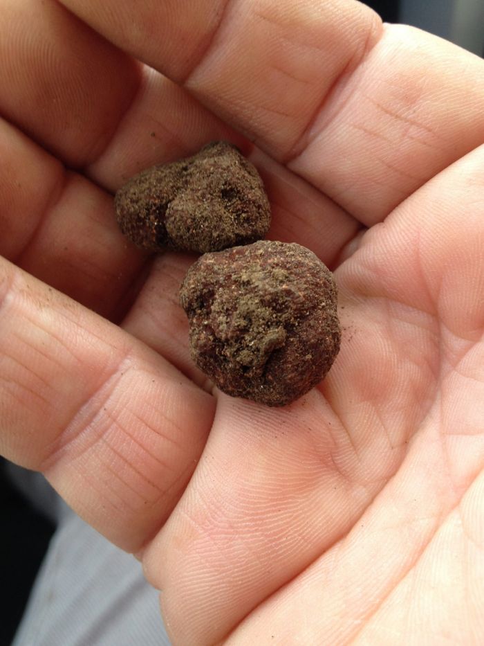 truffle hunting