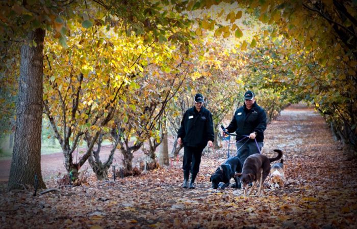 truffle hunting