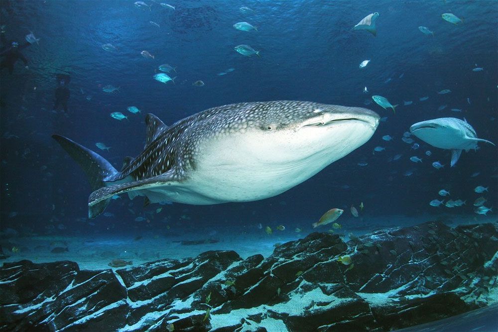 Georgia Aquarium