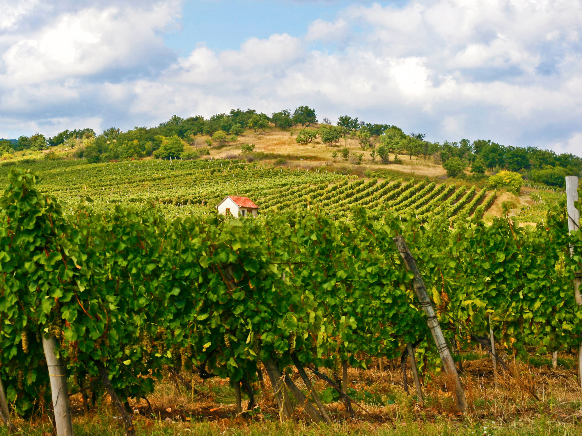 Tokaj