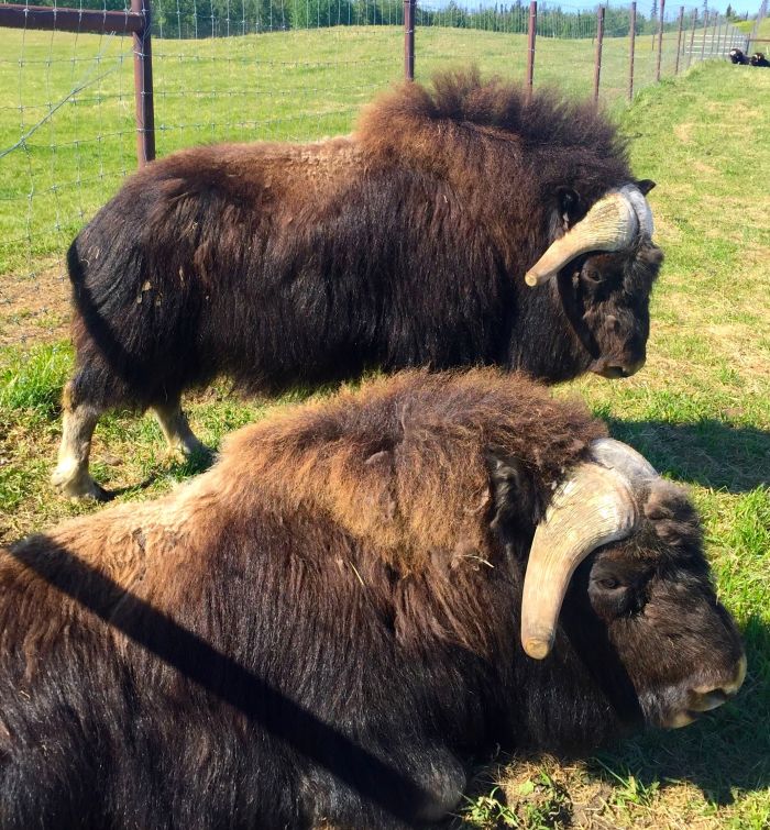 Musk ox just chilling out on the farm