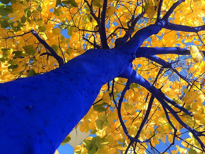 Blue Trees Yellow Leaves