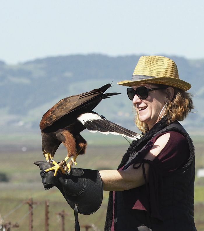 The Birds of Prey That Stand Guard Over California's Vineyards - Atlas  Obscura