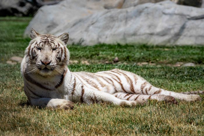 Alpine: Lions Tigers & Bears Animal Sanctuary Guided Visit