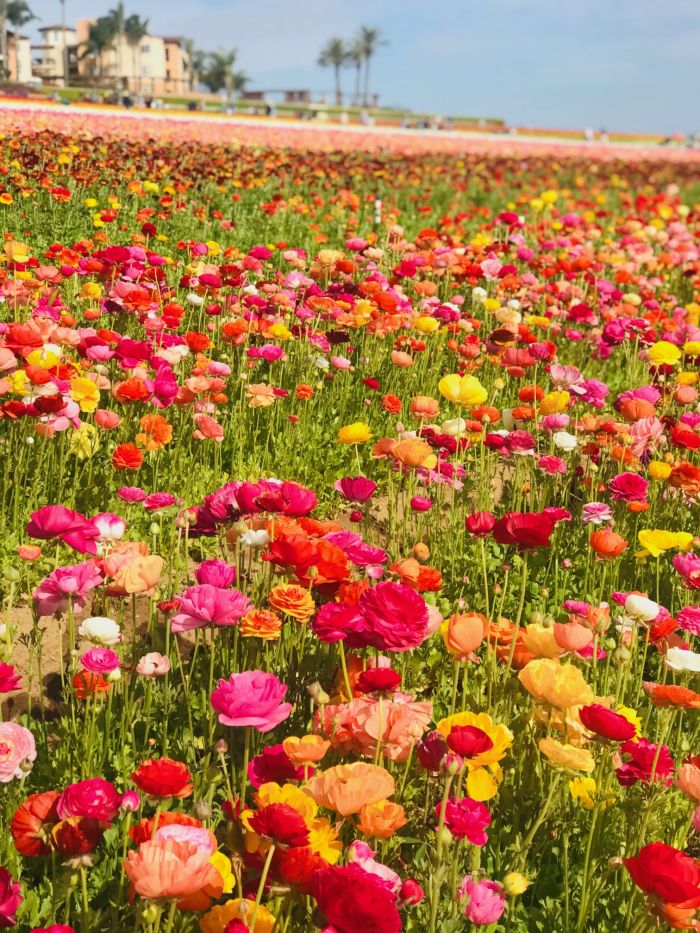 Luxurious Ranunculus Blooming in The Flower Fields