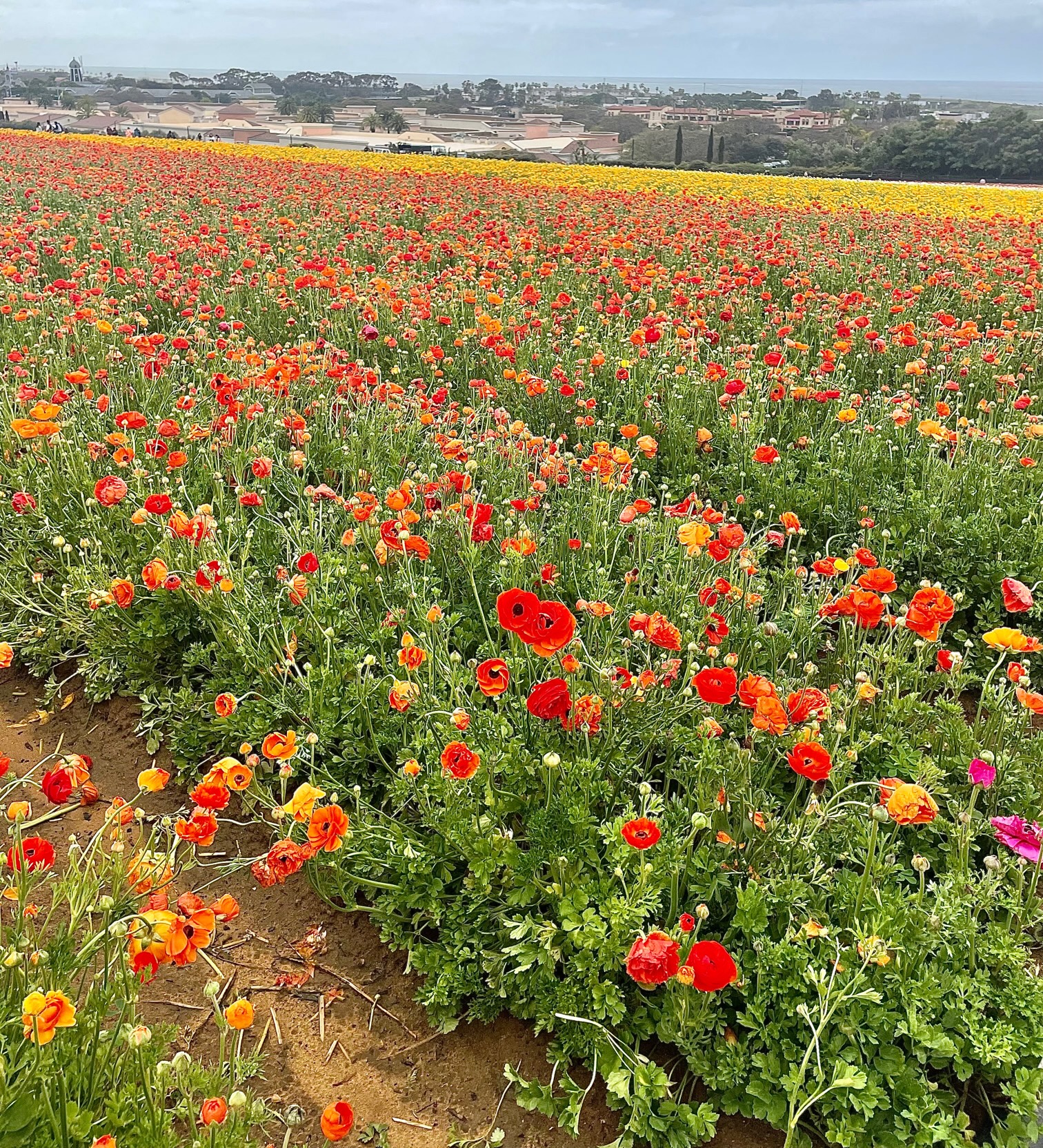Living Colorfully at The Flower Fields in Carlsbad