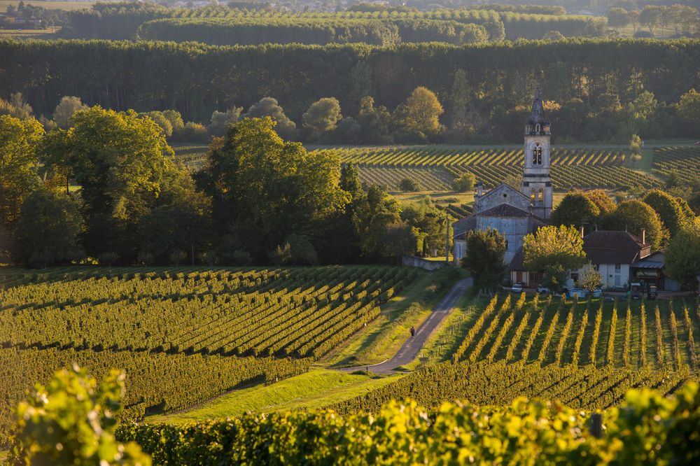 Bordeaux vineyards