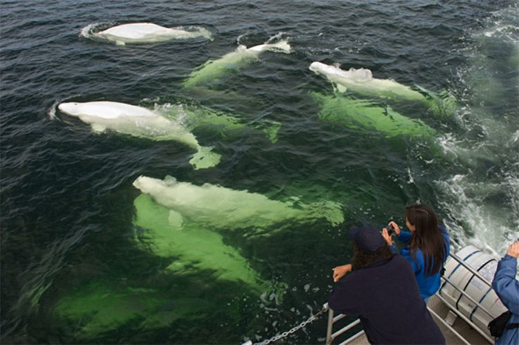 Baby Beluga