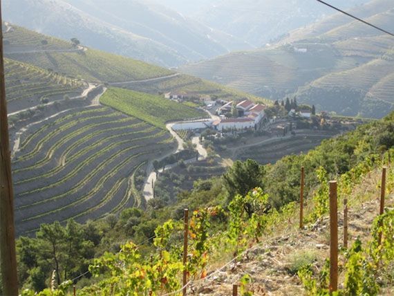 A view of the Douro Valley over Quinta Nova.