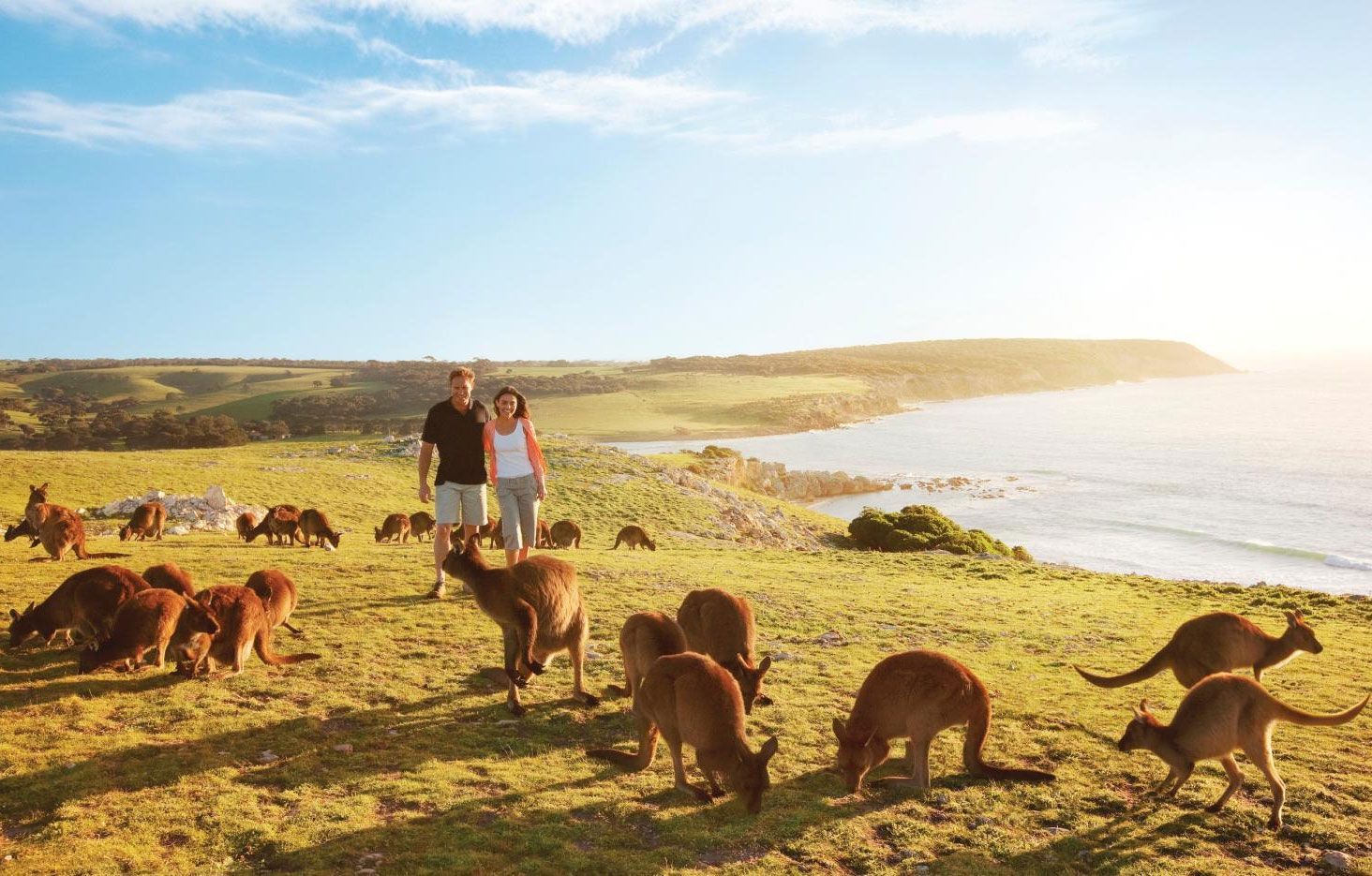 В австралии живет около. Остров кенгуру (Kangaroo Island). Остров кенгуру (залив сент-Винсент). Южная Австралия кенгуру.