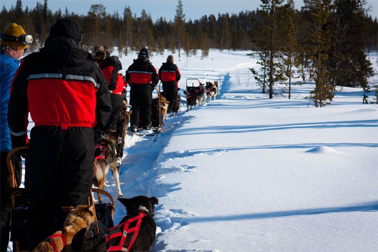 dog sledding in sweden