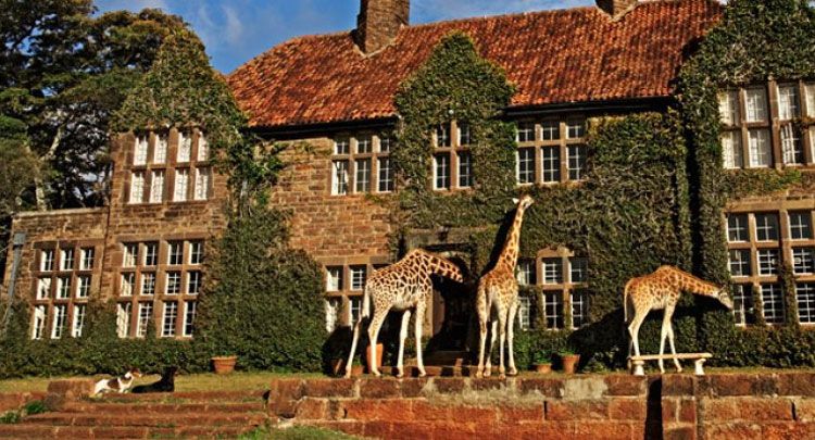 An African Hotel Where Friendly Giraffes Dine With Guests