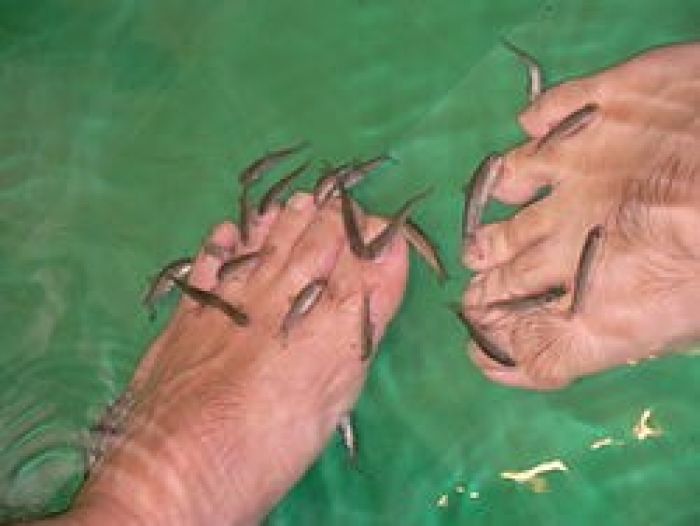 Fish Spa Feet Pedicure Skin Care Treatment at Bangkok Stock Image - Image  of health, alternative: 121417007
