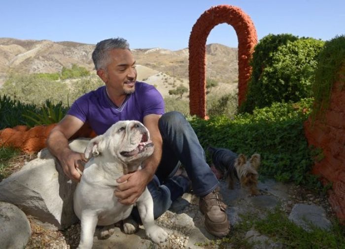 Millan and dogs