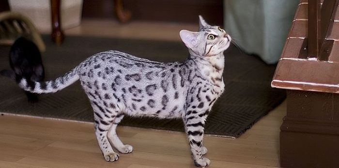 A Bengal Cat costs around $4,500
