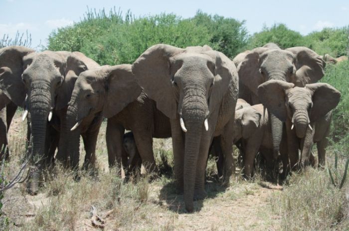 Elephant family photos, courtesy of Wildlife Conservation Socie