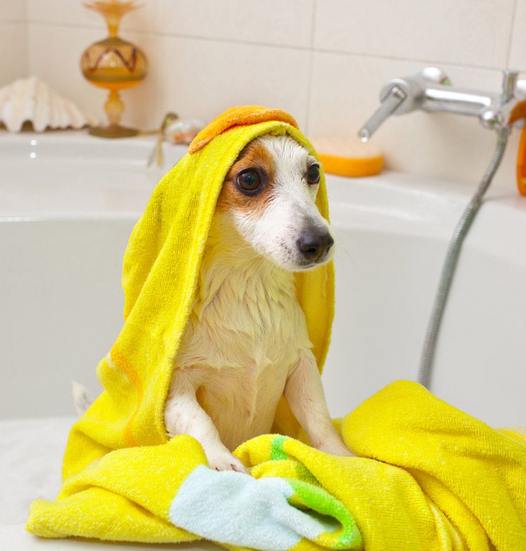 jack russell terrier bath