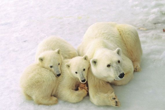 Churchill in Manitoba Canada Polar Bear Capital