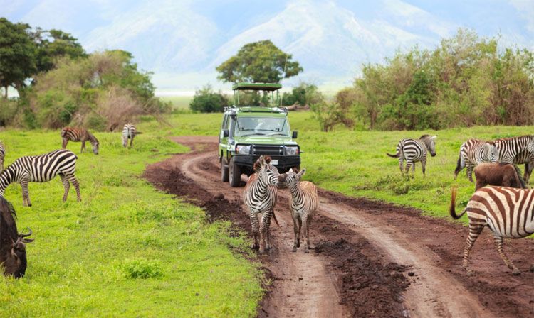 african safari with zebras