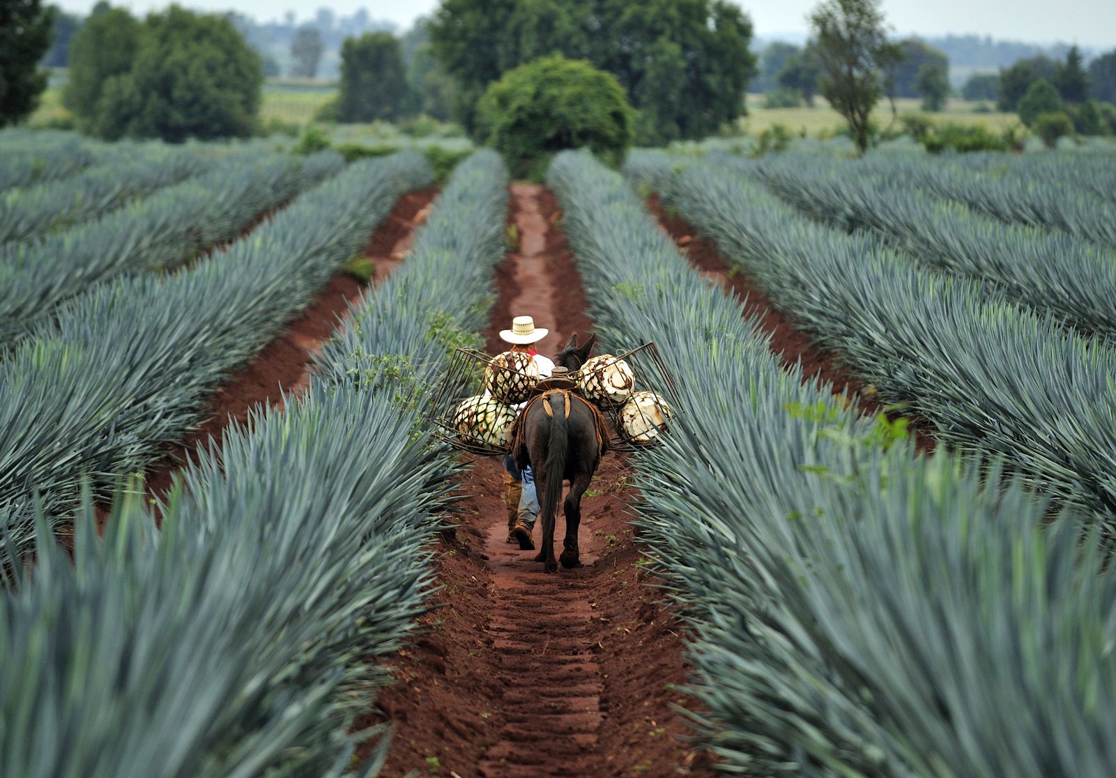 mezcal, tequila, mexico, agave