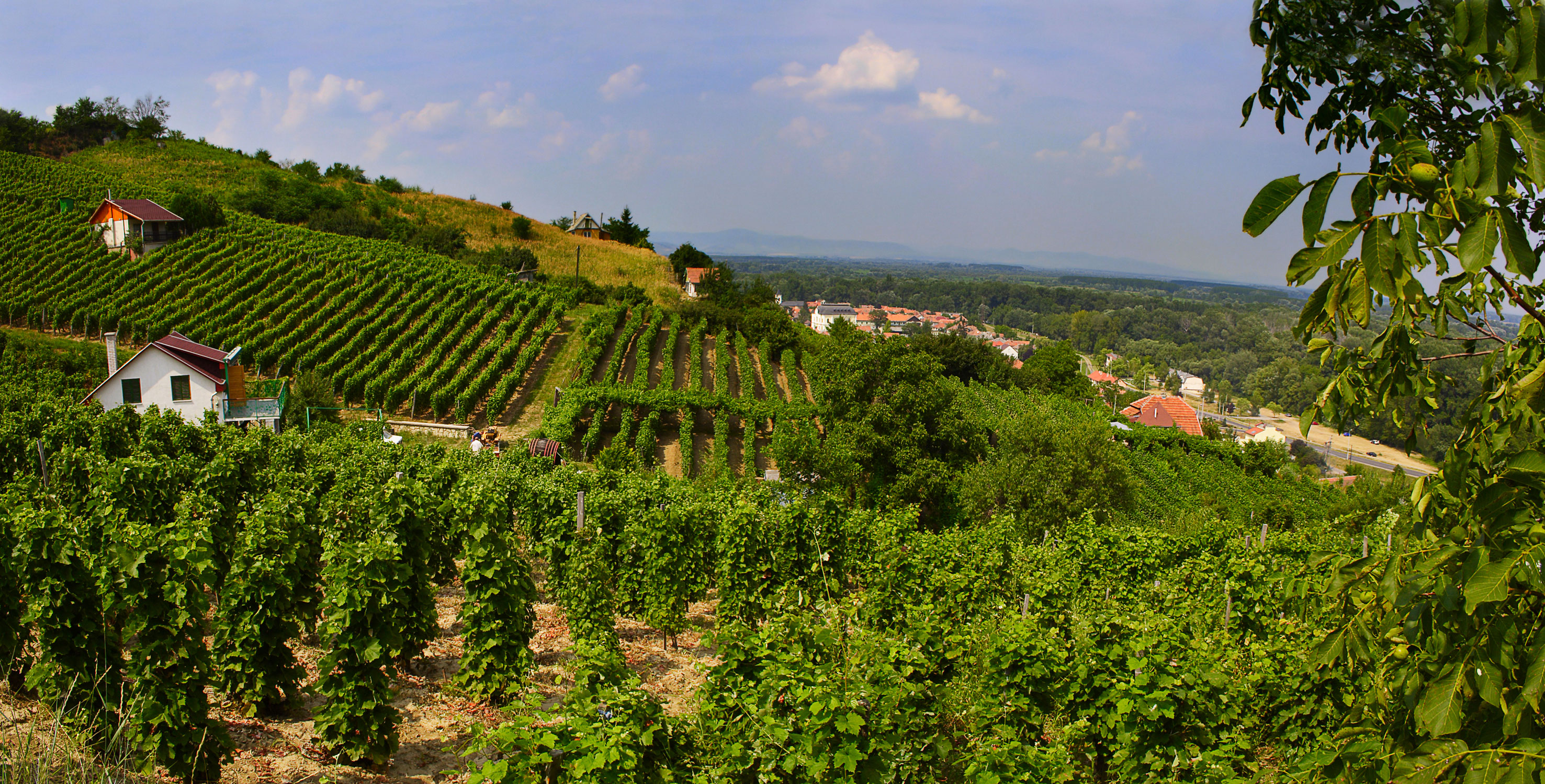 Tokaj